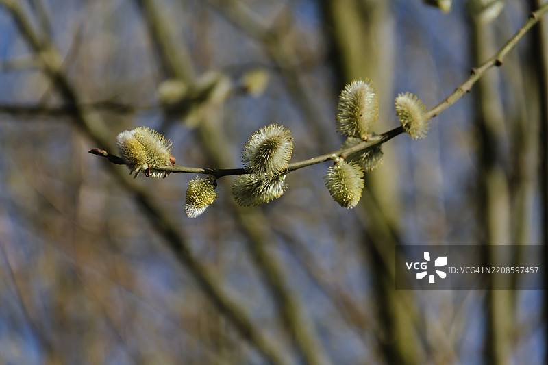 春天盛开的黄猫kins（Salix caprea）。棕榈主日的柳树花。期待复活节的到来。图片素材