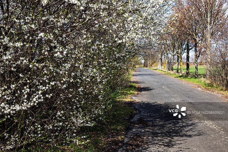 长长的笔直道路旁开满了白色春花的树木图片素材