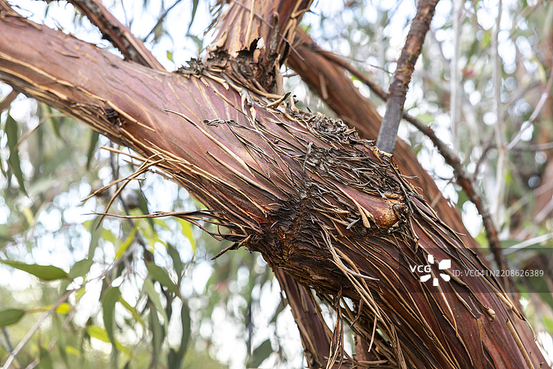 银色马利树树干图片素材