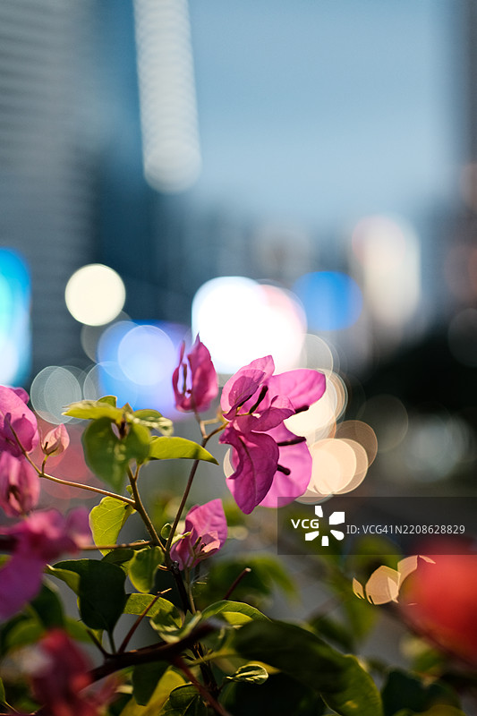 办公室大楼中的花朵图片素材