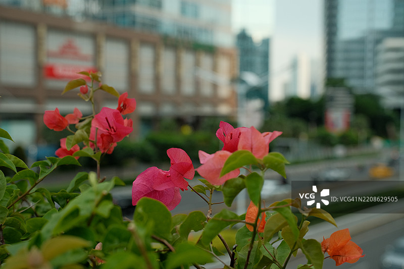 办公大楼中央的花朵图片素材