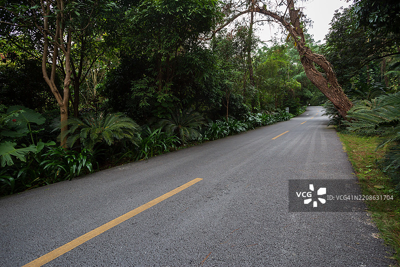 森林小路图片素材