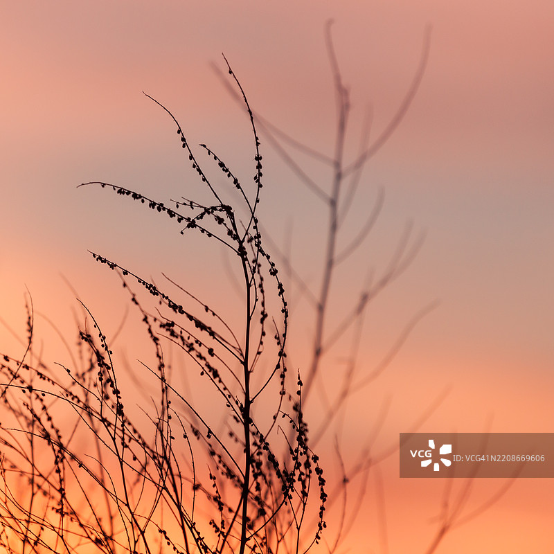 乡村草地与夕阳天空的黑色剪影图片素材