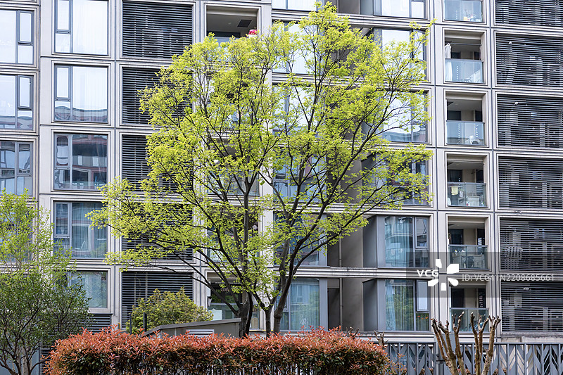 城市树木在玻璃幕墙公寓大楼旁生长图片素材