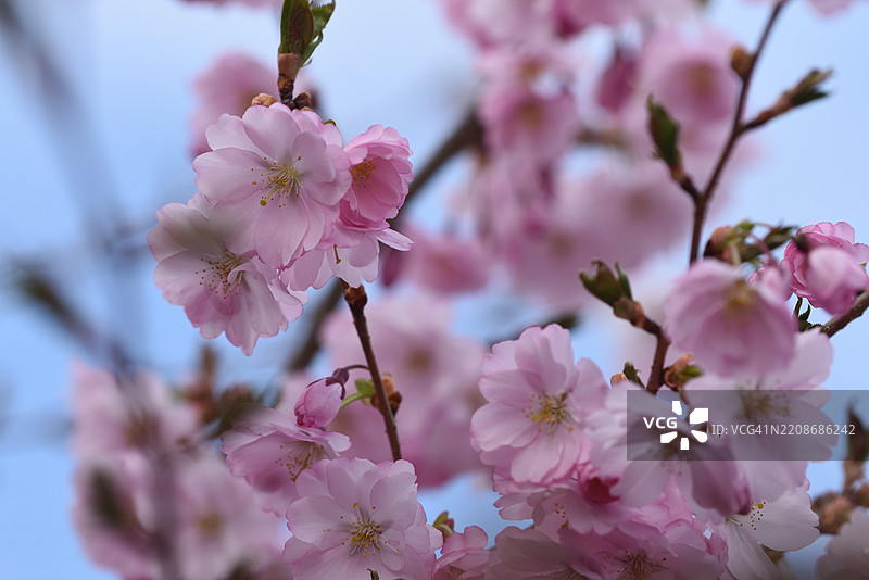 Prunus subhirtella图片素材