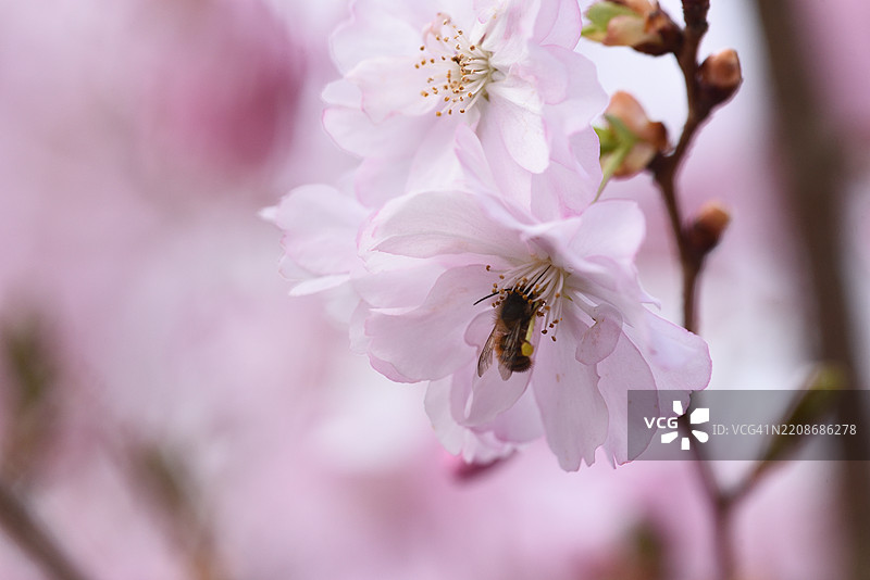 毛樱桃与蜜蜂图片素材