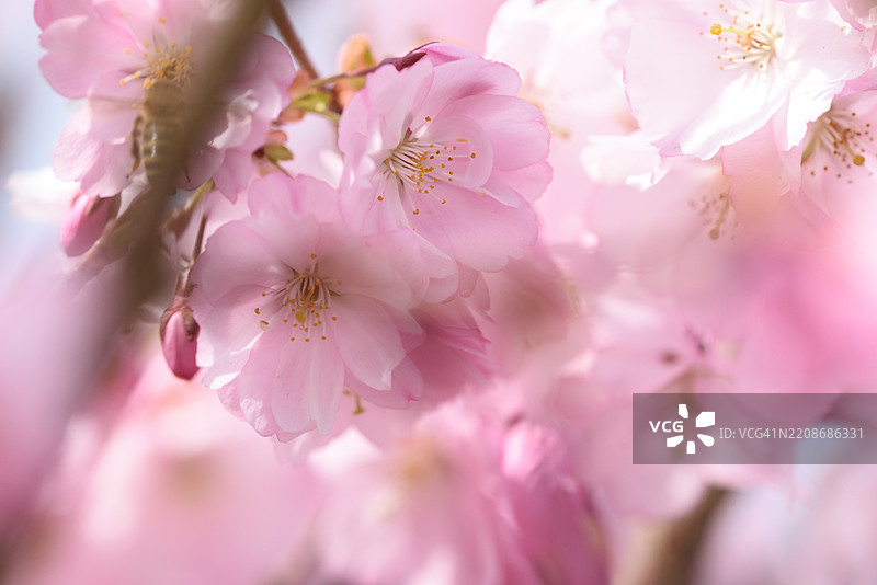 Prunus subhirtella图片素材