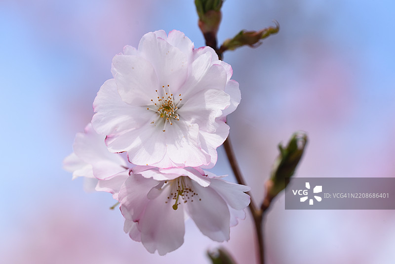 Prunus subhirtella图片素材