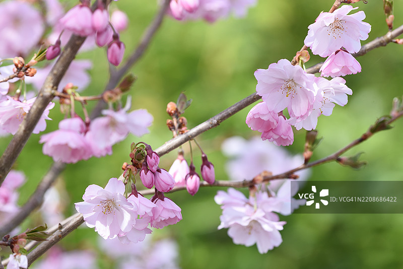 Prunus subhirtella图片素材