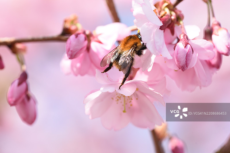 毛樱桃与大黄蜂图片素材