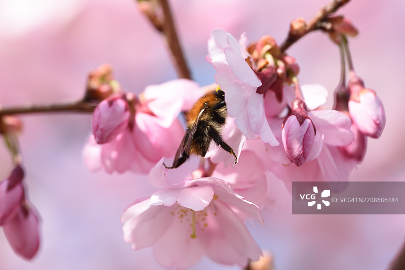 毛樱桃与大黄蜂图片素材