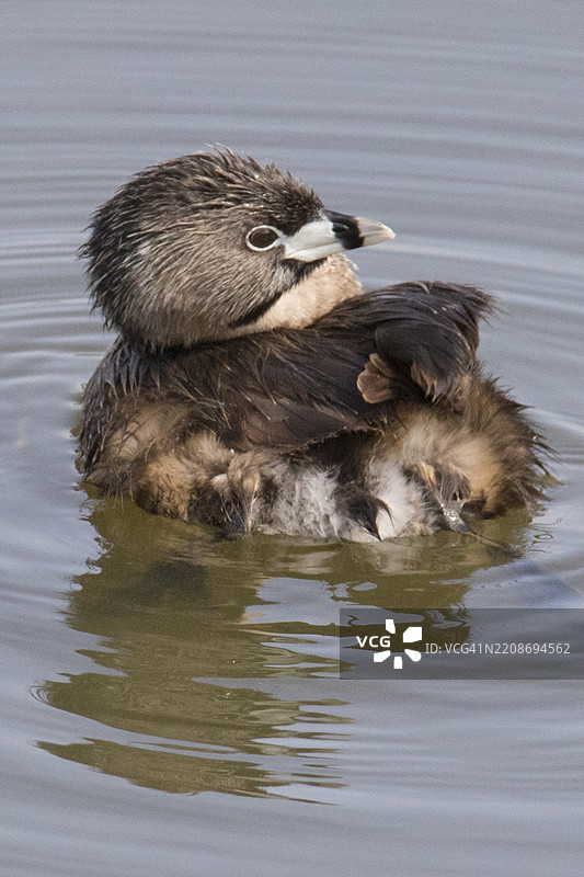 斑嘴潜鸟在梳理羽毛图片素材