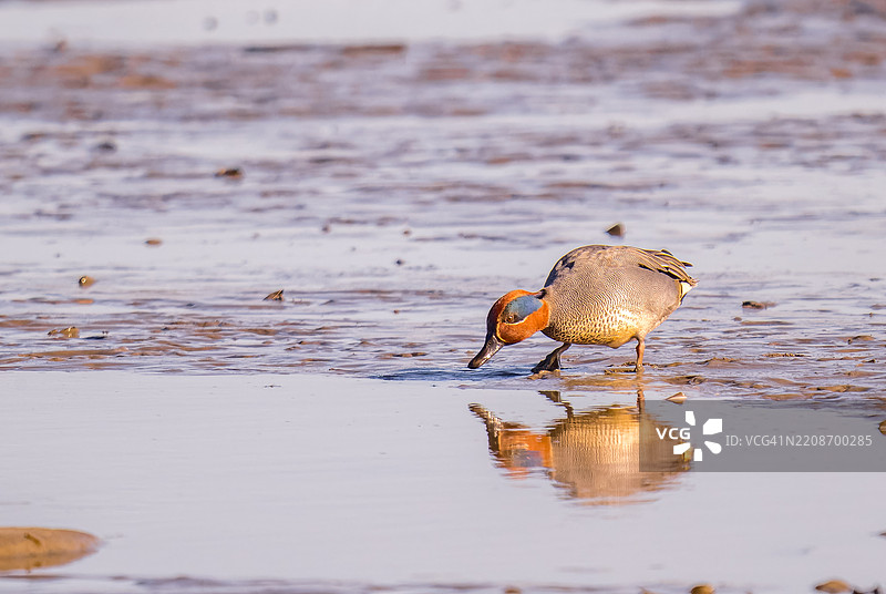 夕阳的光辉照在鸟儿身上，周围泛着美丽的光晕。图片素材
