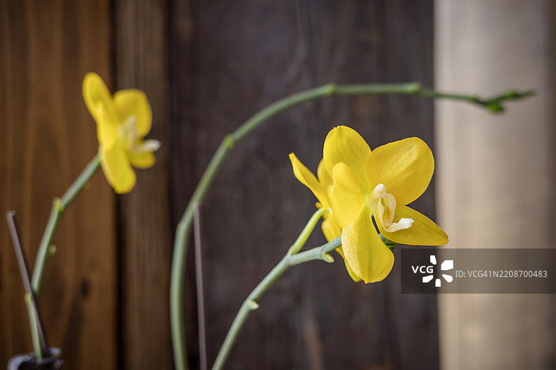 室内环境中两朵黄色兰花在弯曲的茎上盛开图片素材