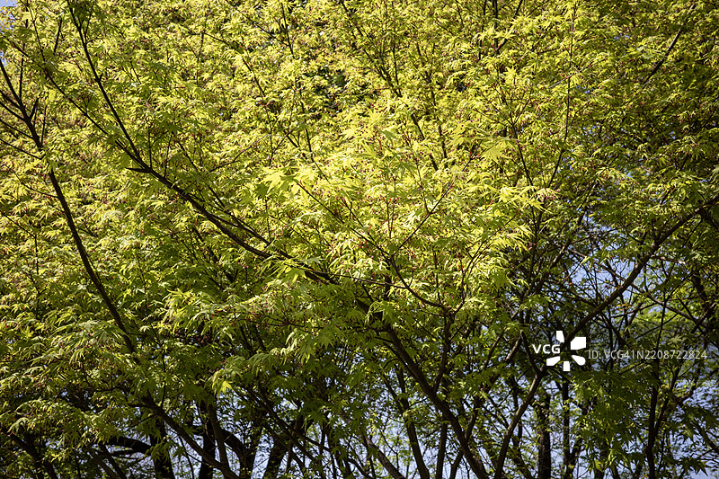 阳光透过细长的春天树枝图片素材