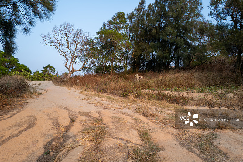 干燥的森林小径图片素材