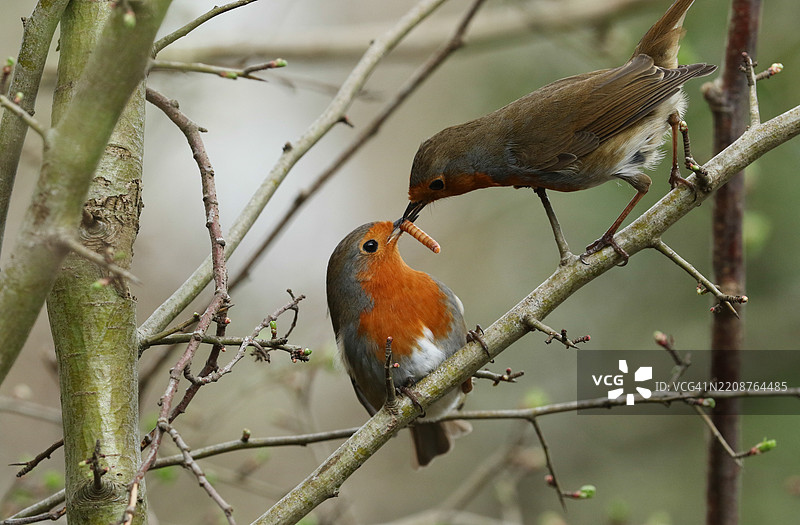 一只雄性知更鸟（Erithacus rubecula）正在用昆虫喂养雌性知更鸟。这是求偶的一部分。图片素材
