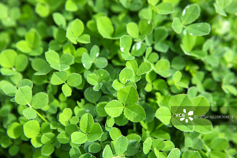 多叶草的背景图片素材