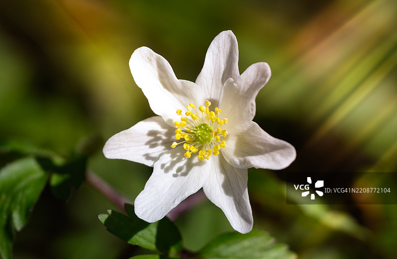 一朵独自盛开的完美花朵，阳光在背景中闪耀。图片素材