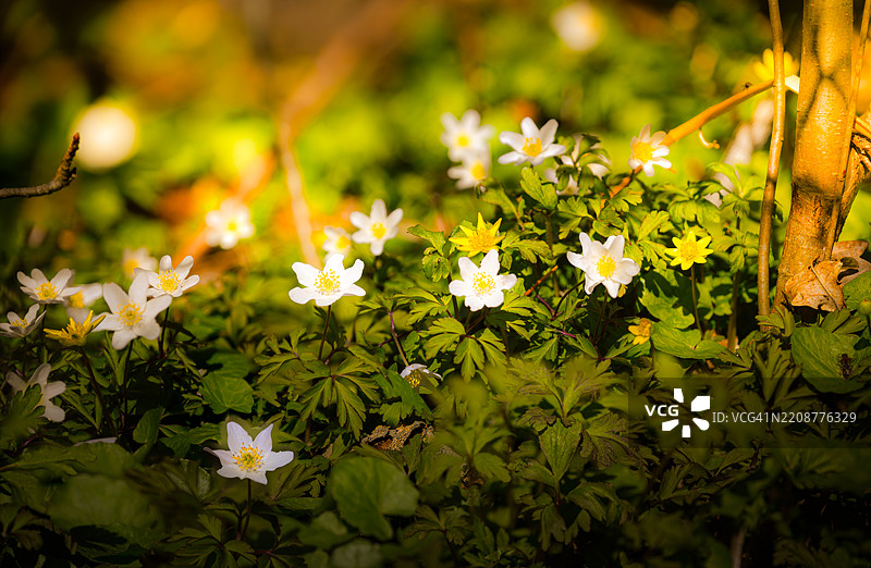 在森林中愉快的徒步旅行，当你被这些美景包围时，心灵会感到宁静。图片素材