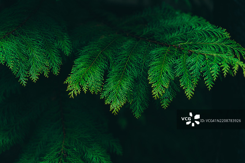 生动的绿色蕨类植物叶子的特写，展现自然纹理图片素材