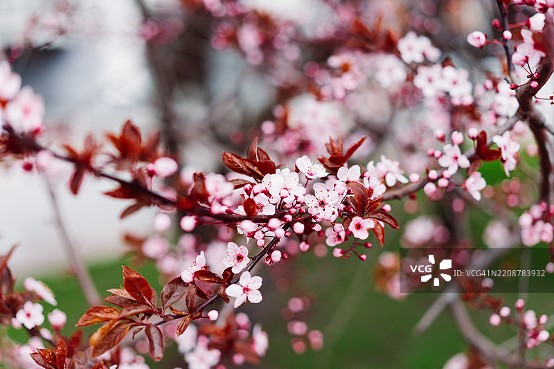 粉色盛开的春花枝，柔焦背景和阳光照耀图片素材