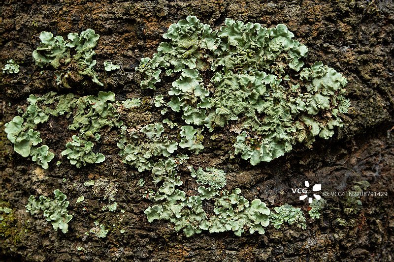 热带森林中生长在树皮上的地衣图片素材