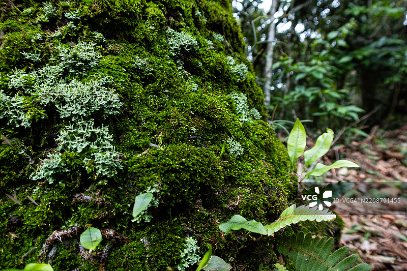 巴西大西洋森林中的树干上生长着苔藓和地衣图片素材