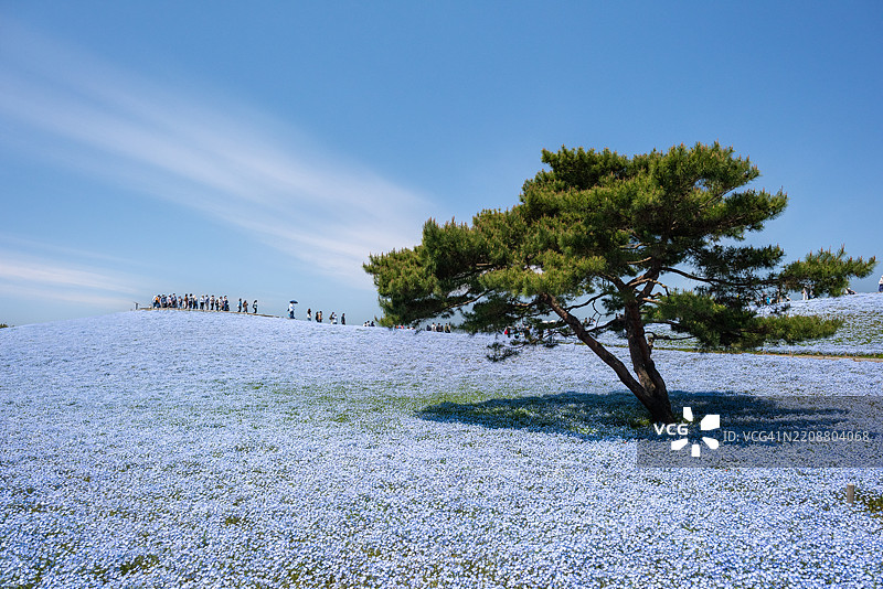 日本茨城县日立海滨公园的蓝色宁波花田图片素材