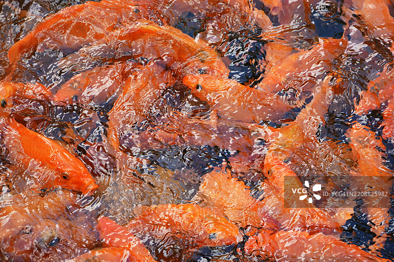 一群锦鲤在池塘中游泳图片素材