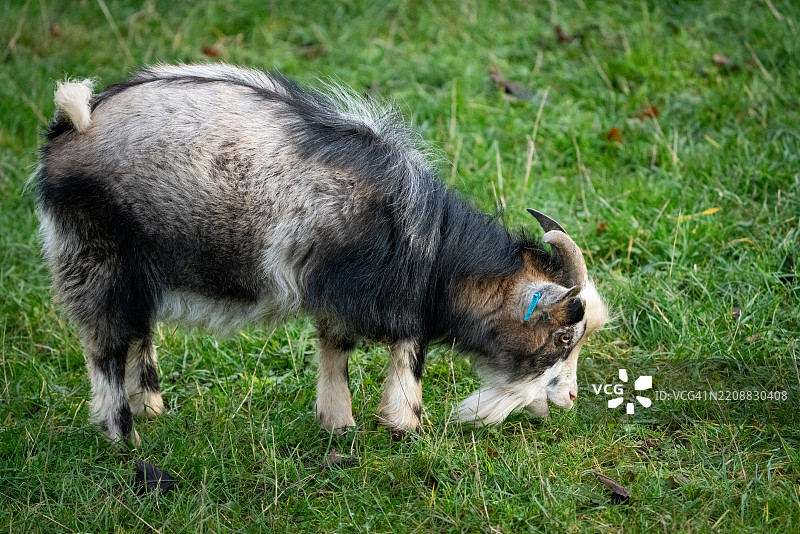 山羊在草地上吃草图片素材