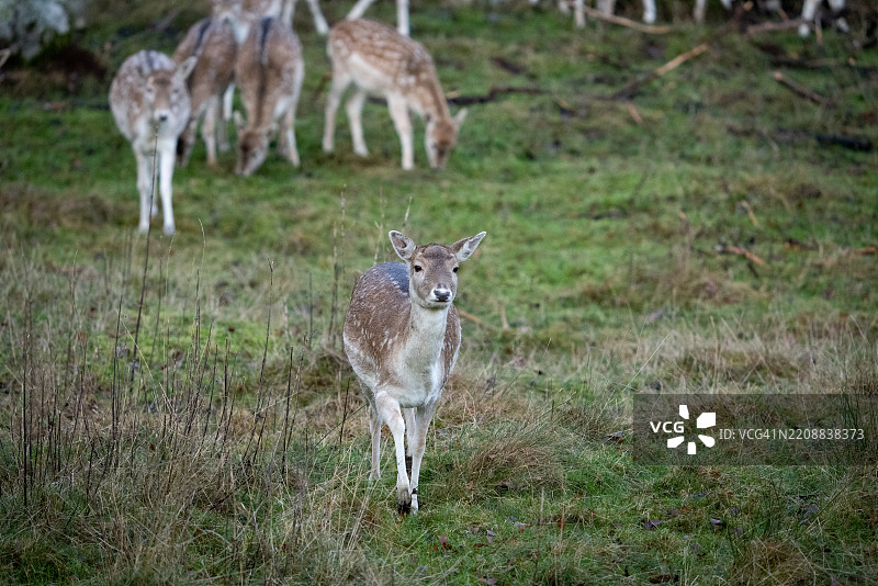 一群梅花鹿图片素材