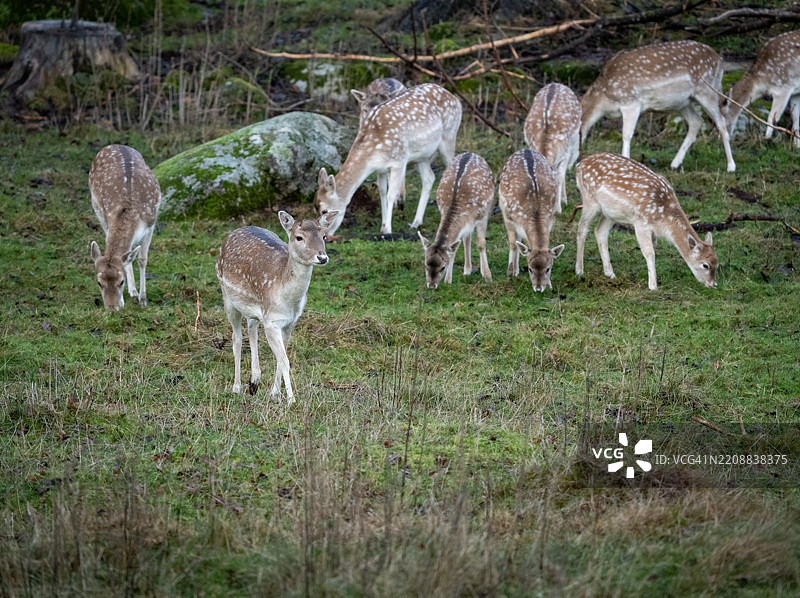 一群梅花鹿图片素材