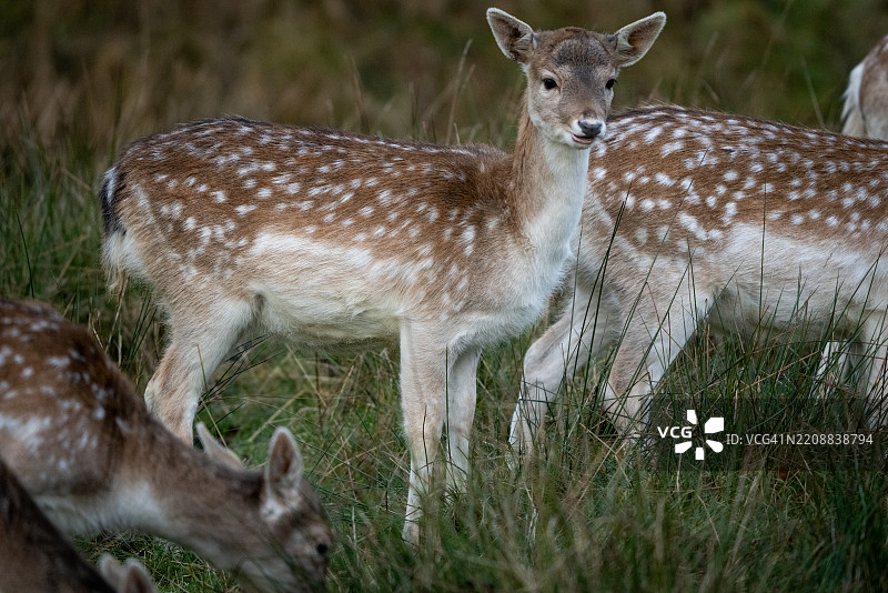 一群梅花鹿图片素材