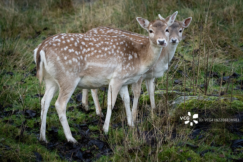 一群梅花鹿图片素材