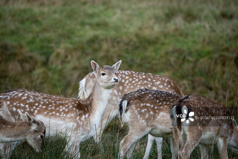 一群梅花鹿图片素材