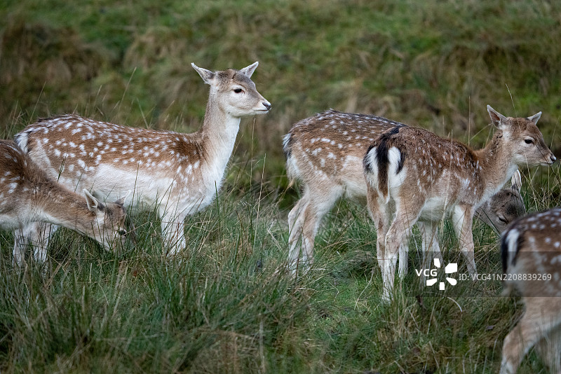 一群梅花鹿图片素材