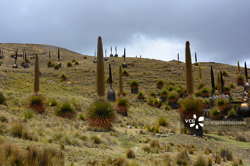 安第斯山脉的拉普亚·雷蒙迪植物图片素材