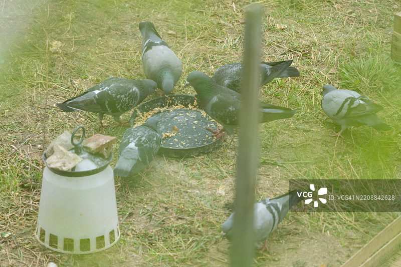 鸡场上的鸽子在吃食物图片素材