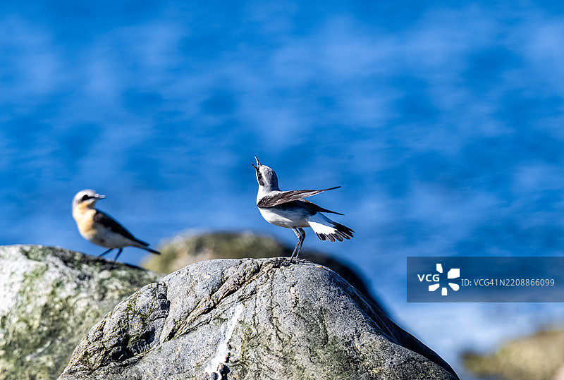 雌性北石燕（在前面）今天下午有很多话要说，这对情侣正站在海边的卵石上。图片素材