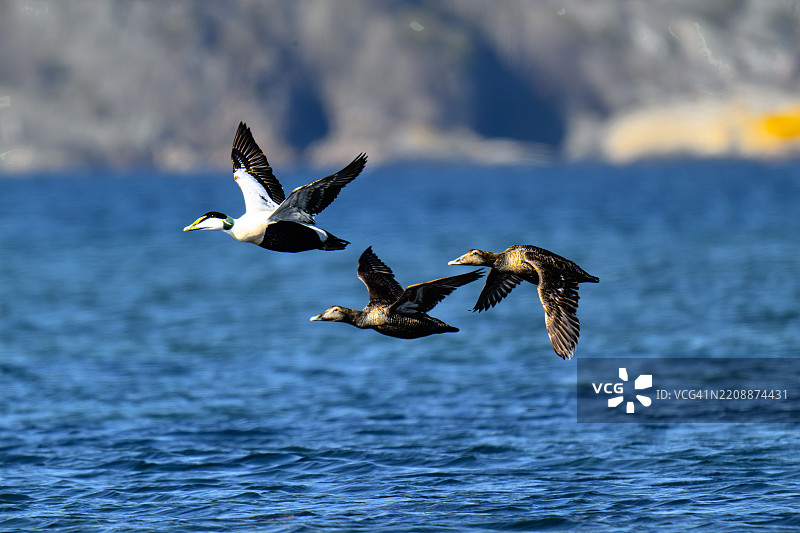三只鸟在海湾上空飞翔图片素材