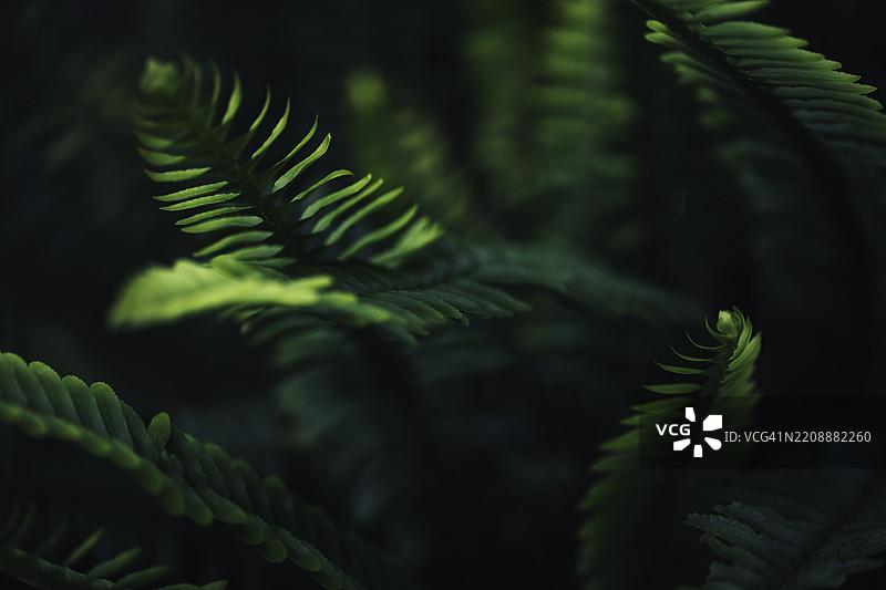 蕨类植物背景图片素材