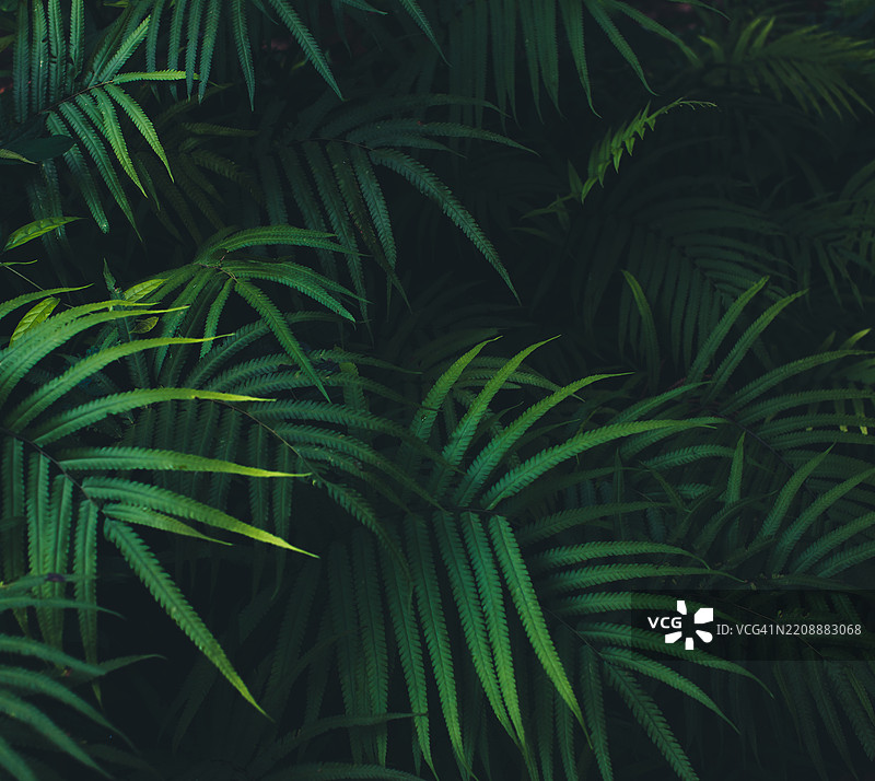 棕榈叶背景图片素材