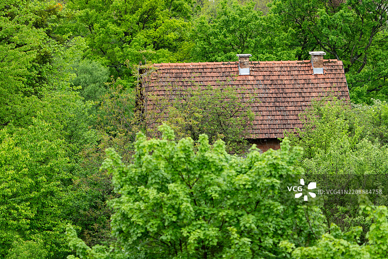 绿树中的房子图片素材