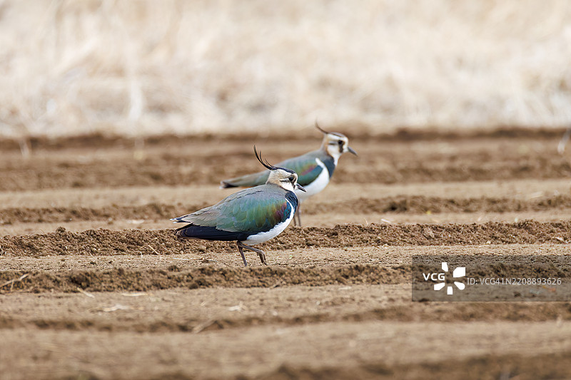 北方燕鸥(Vanellus vanellus,属于鹤鹭科)是稻田的女神,拥有美丽的结构色。神奈川县平塚市的冈崎稻田 - 2025图片素材