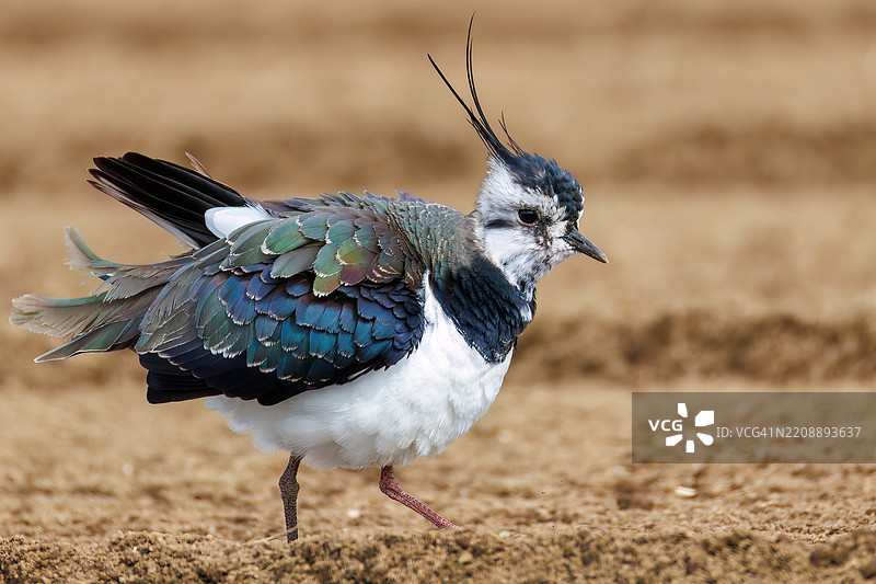 北方燕鸥(Vanellus vanellus,属于鹤鹭科)是稻田的女神,拥有美丽的结构色。神奈川县平塚市的冈崎稻田 - 2025图片素材