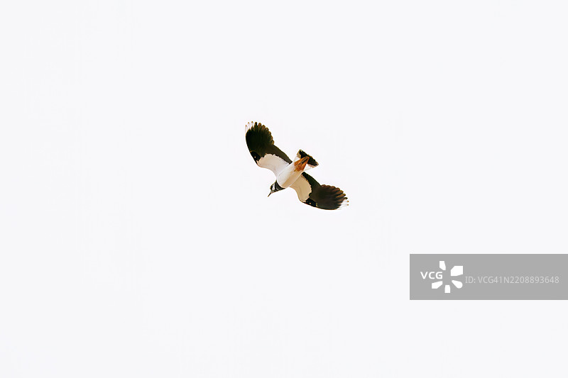 北方燕鸥(Vanellus vanellus,属于鹤鹭科)在稻田中展翅飞翔,展现出美丽的结构色彩。地点:神奈川县平塚市冈崎稻田 - 2025年图片素材