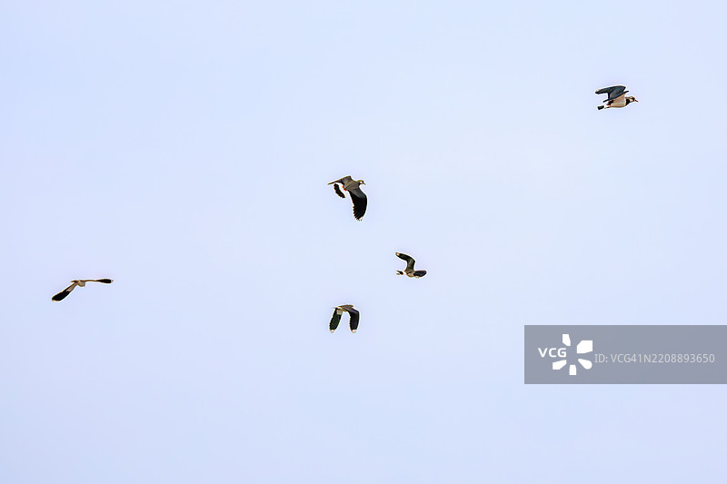 北方燕鸥（Vanellus vanellus，属于鹤鹑科）在稻田中展翅飞翔，展现出美丽的结构色彩。地点：神奈川县平塚市冈崎稻田 - 2025年图片素材