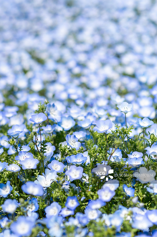 日本茨城县日立海滨公园的蓝色勿忘我花图片素材