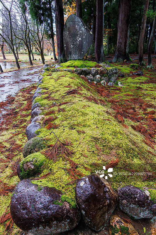 地面厚厚地覆盖着绿色苔藓。图片素材